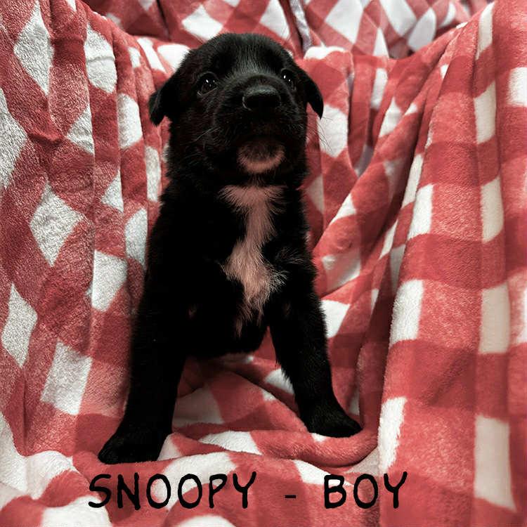 Enlarge Snoopy , a ADOPTABLE mixed breed in Whiting, NJ image 1/1