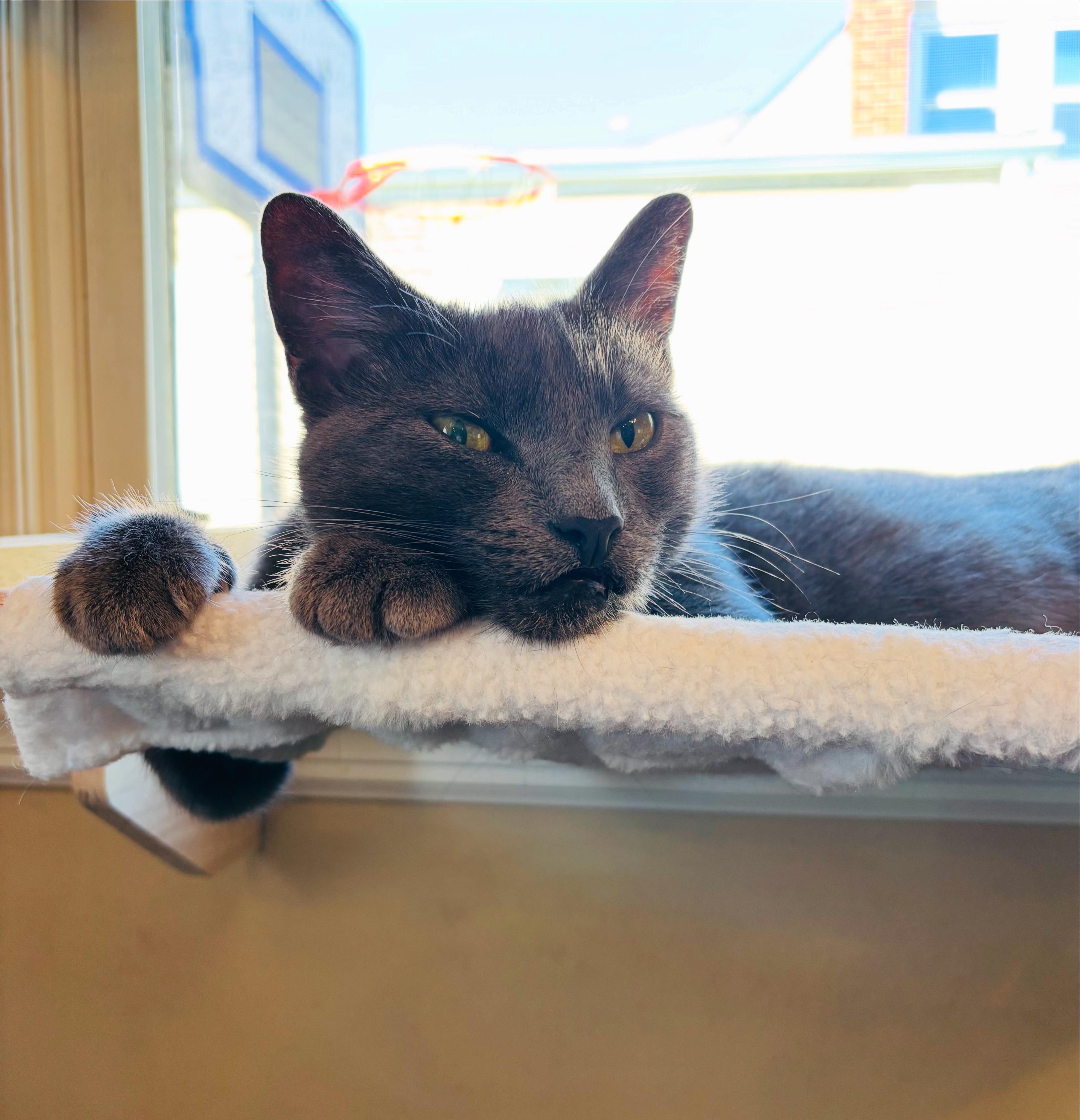 Lucy Smiles, Adoptable, Young Female Domestic Short Hair.