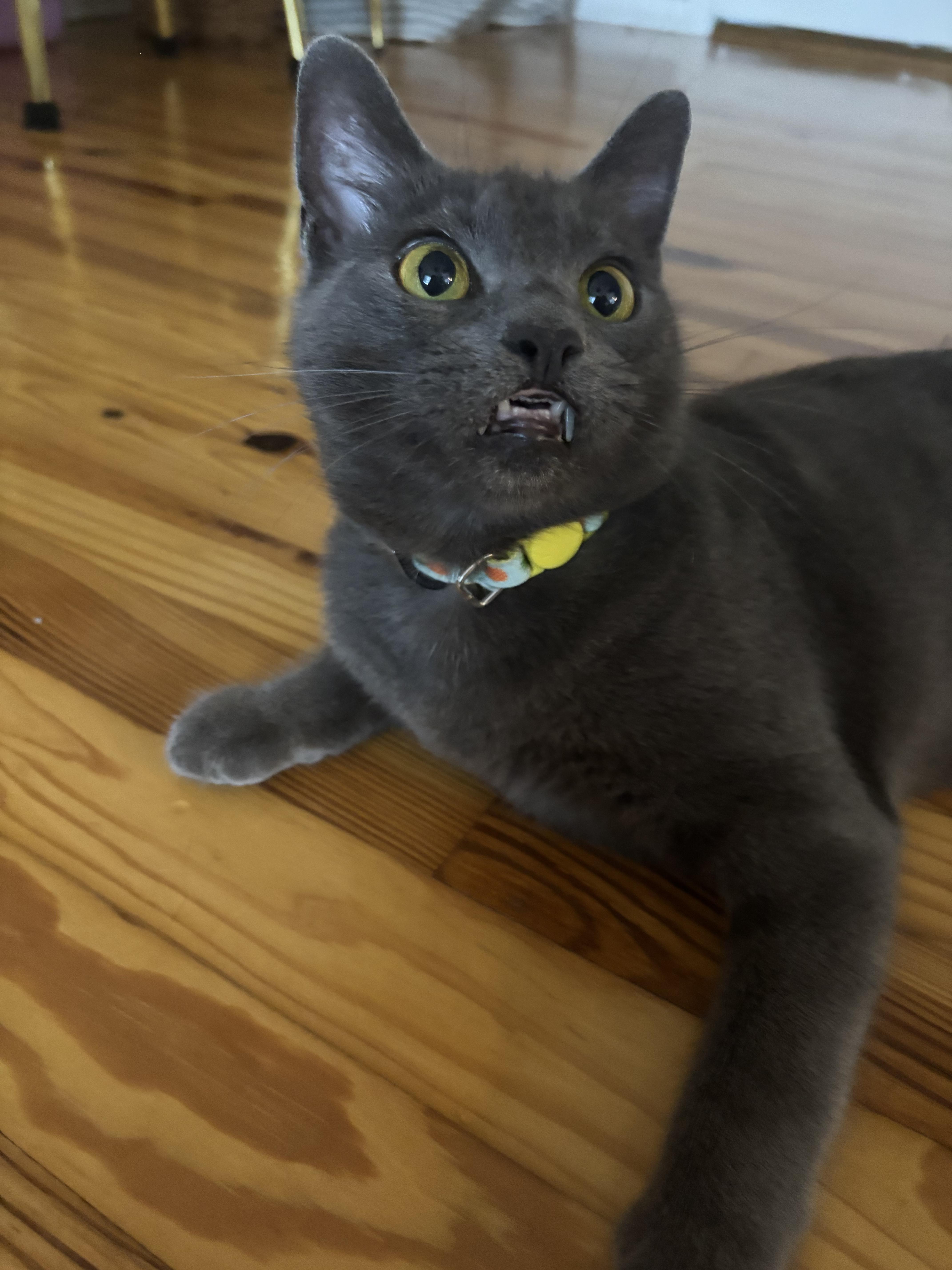 Lucy Smiles, a Adoptable Domestic Short Hair in Levittown, NY image 2/4