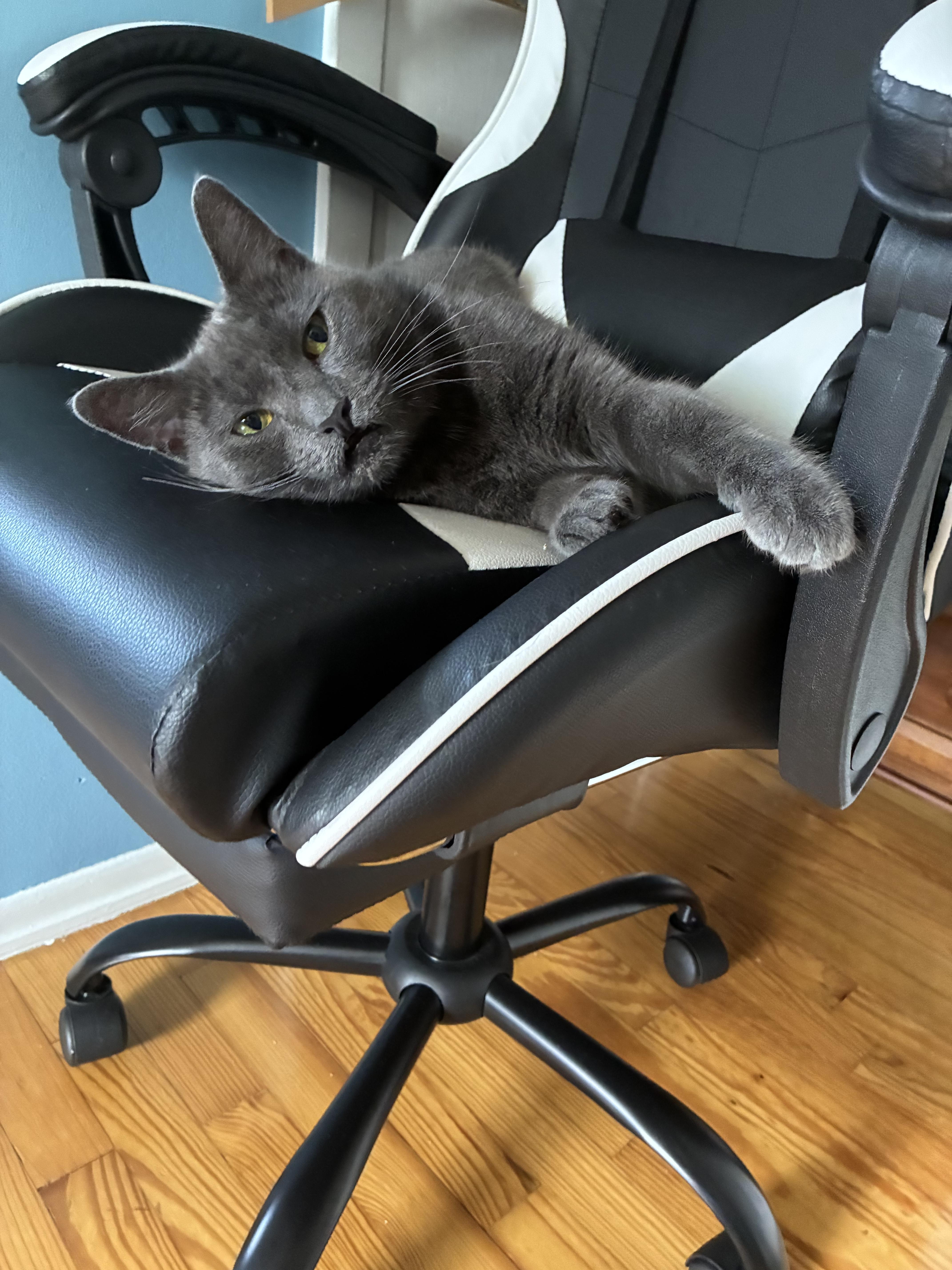 Lucy Smiles, Adoptable, Young Female Domestic Short Hair.