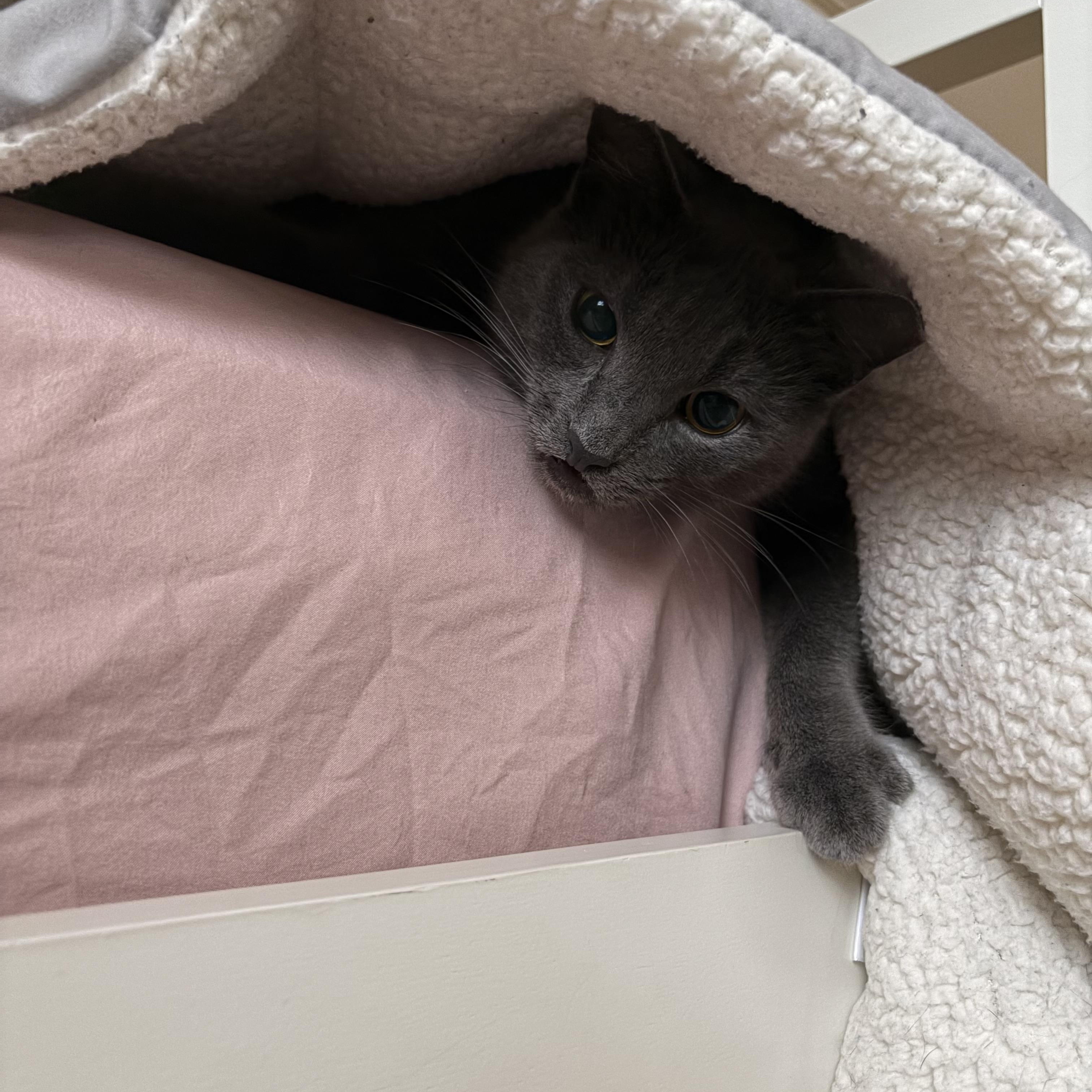 Lucy Smiles, a Adoptable Domestic Short Hair in Levittown, NY image 4/4