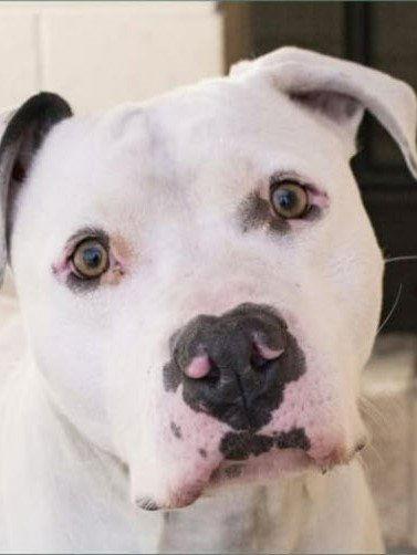 Brody (Courtesy post), a Adopted mixed breed in Phoenix, AZ image 1/3