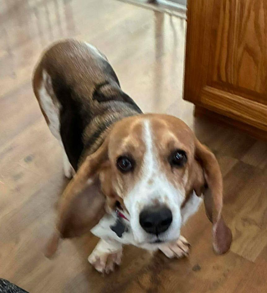 HAZEL aka Butter Bean, Adoptable, Adult Female Basset Hound.