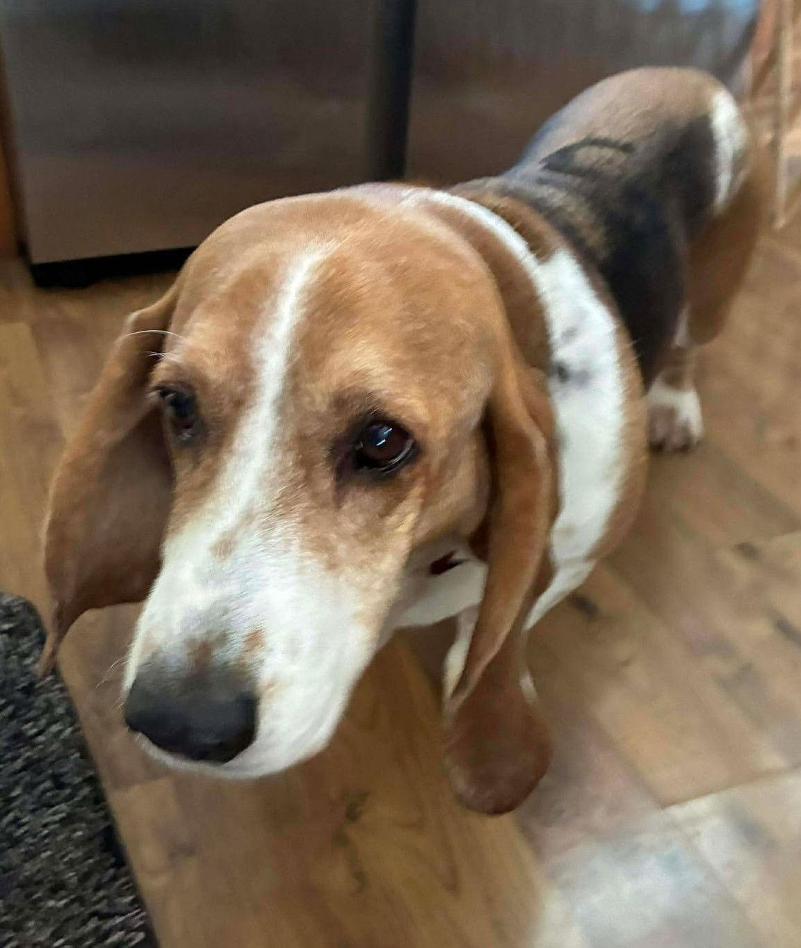 HAZEL aka Butter Bean, a Adoptable Basset Hound in Mays Landing, NJ image 2/2