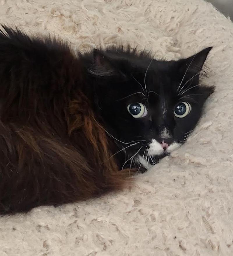 Haley, an adoptable Domestic Long Hair in Homer, AK, 99603 | Photo Image 2
