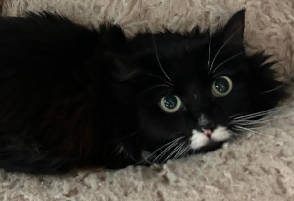 Haley, an adoptable Domestic Long Hair in Homer, AK, 99603 | Photo Image 1