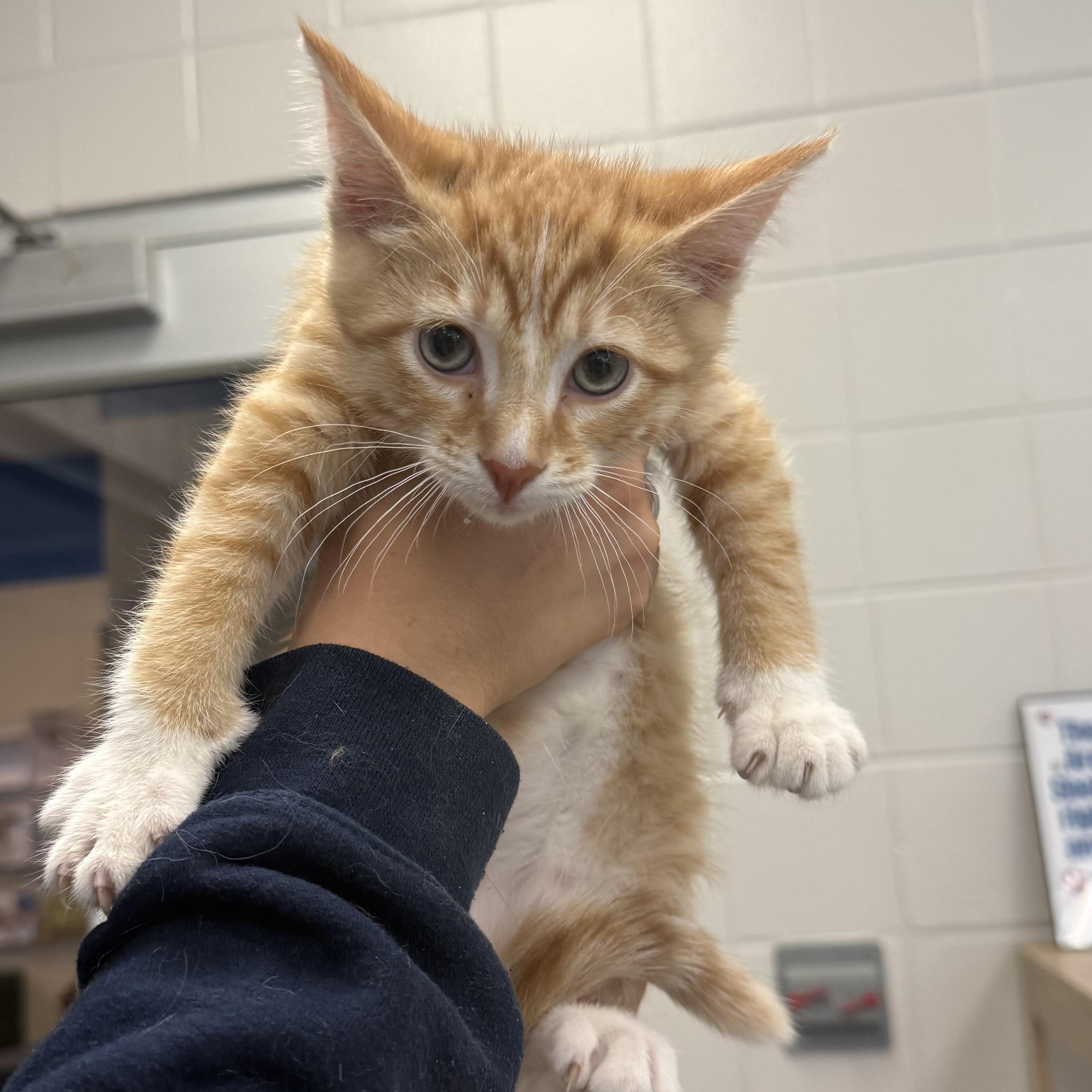Enlarge Kawasaki, an adopted Domestic Short Hair in Kearney, NE image 1/1