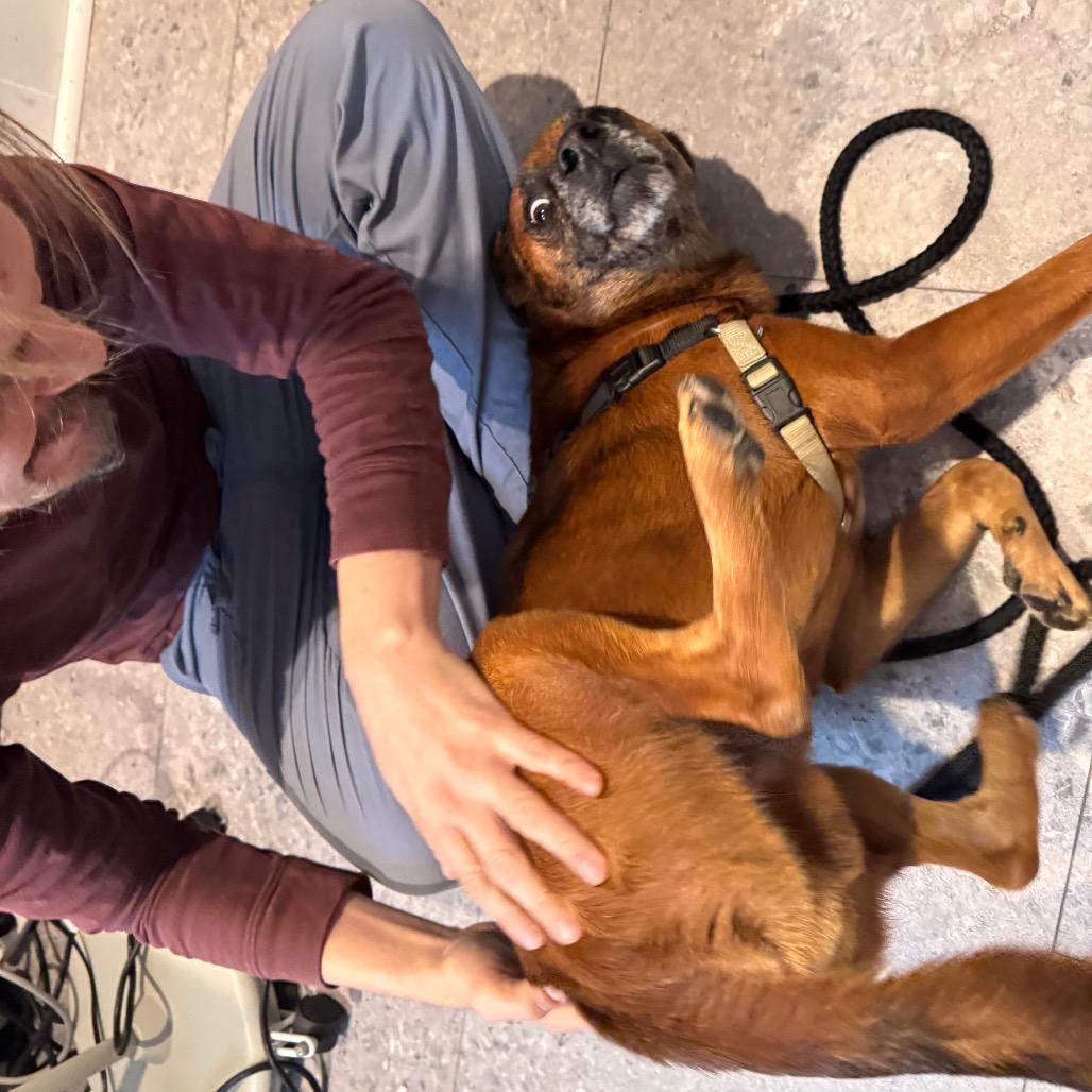 Paco, Adoptable, Adult Male Australian Shepherd & Boxer.