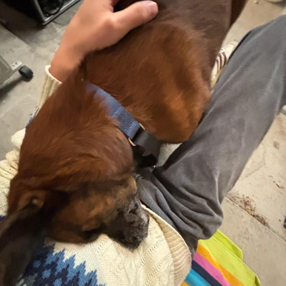 Enlarge Paco, a Adoptable mixed breed in San Antonio, TX image 2/6