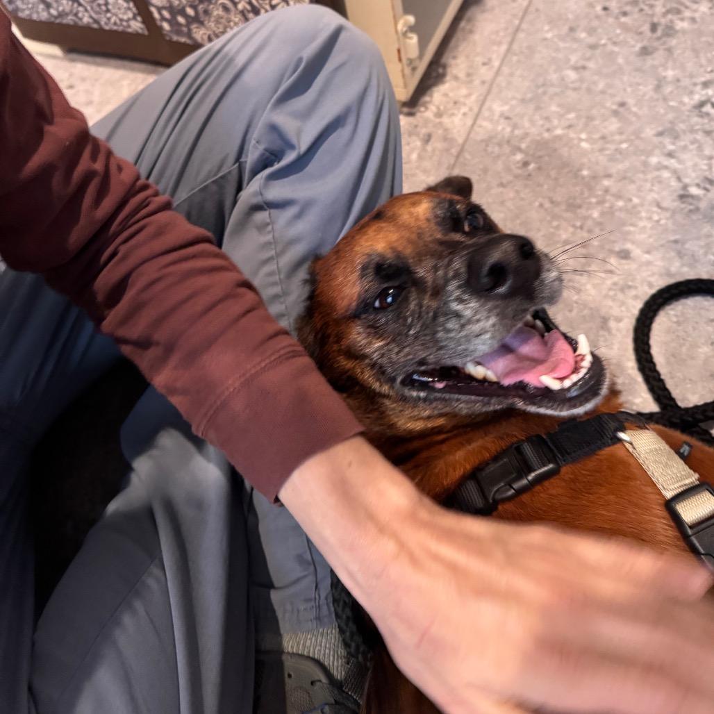 Enlarge Paco, a Adoptable mixed breed in San Antonio, TX image 3/6