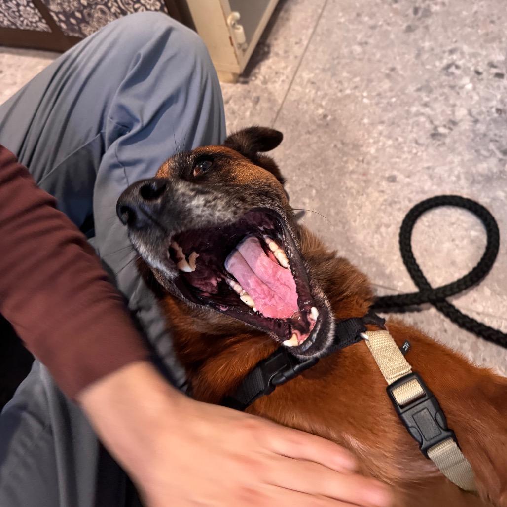 Enlarge Paco, a Adoptable mixed breed in San Antonio, TX image 4/6