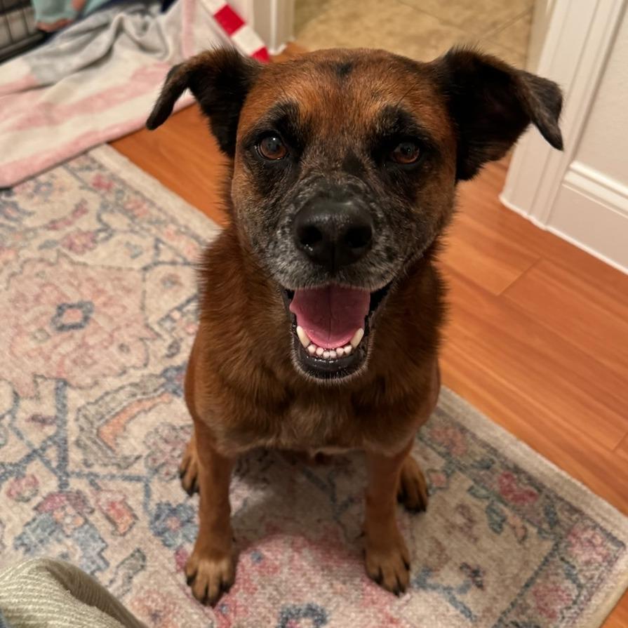 Enlarge Paco, a Adoptable mixed breed in San Antonio, TX image 5/6