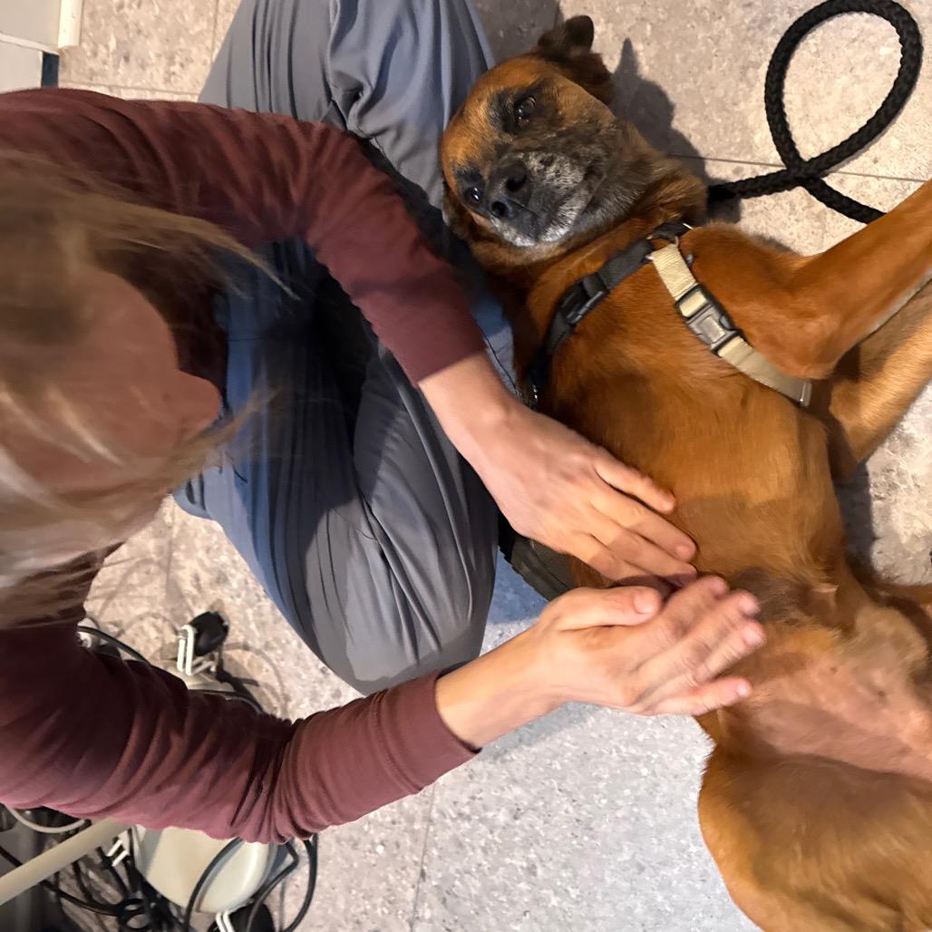 Enlarge Paco, a Adoptable mixed breed in San Antonio, TX image 6/6