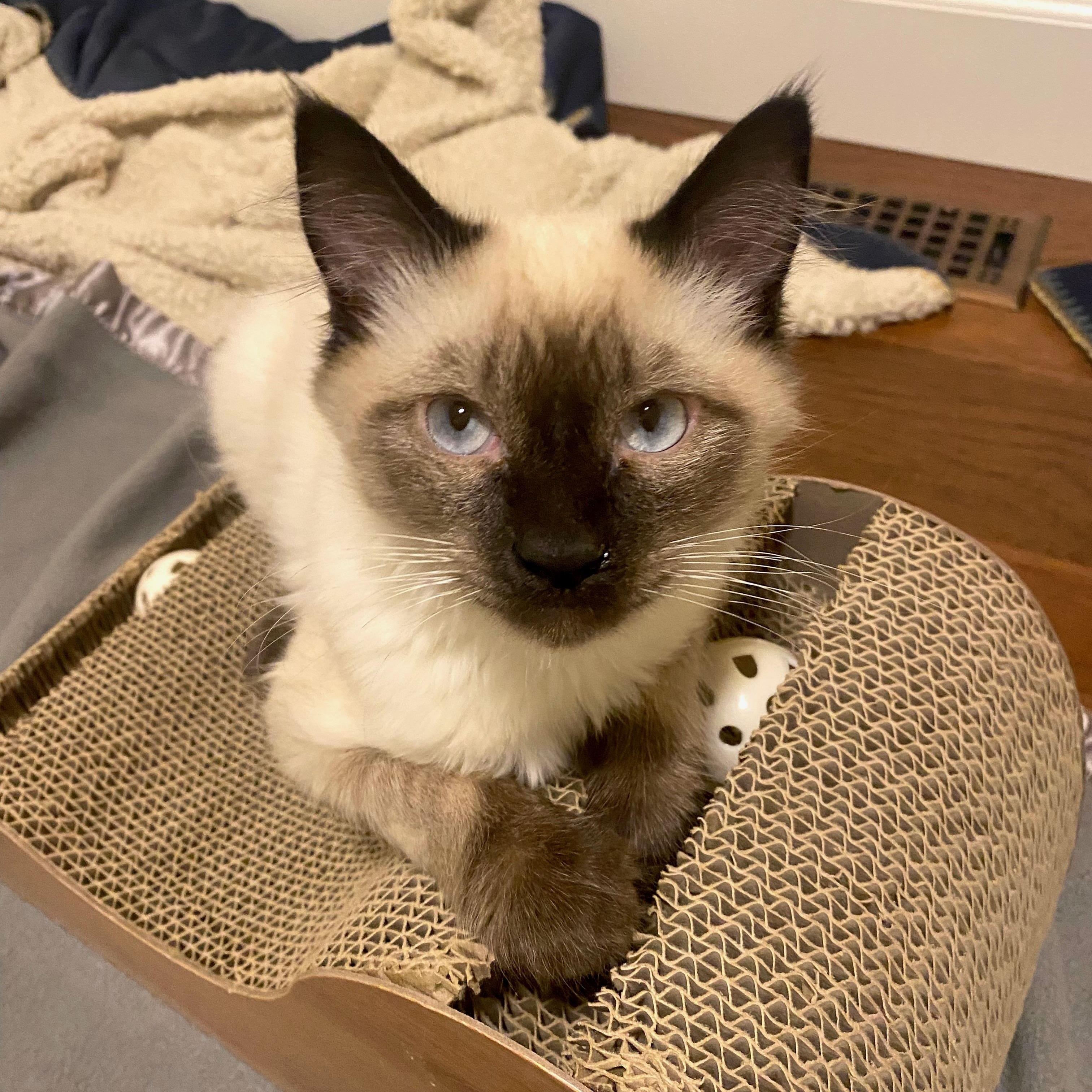 Enlarge Rocky, an adopted Siamese in Jackson, CA image 1/3