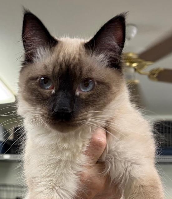 Enlarge Rocky, a ADOPTABLE Siamese in Jackson, CA image 1/1