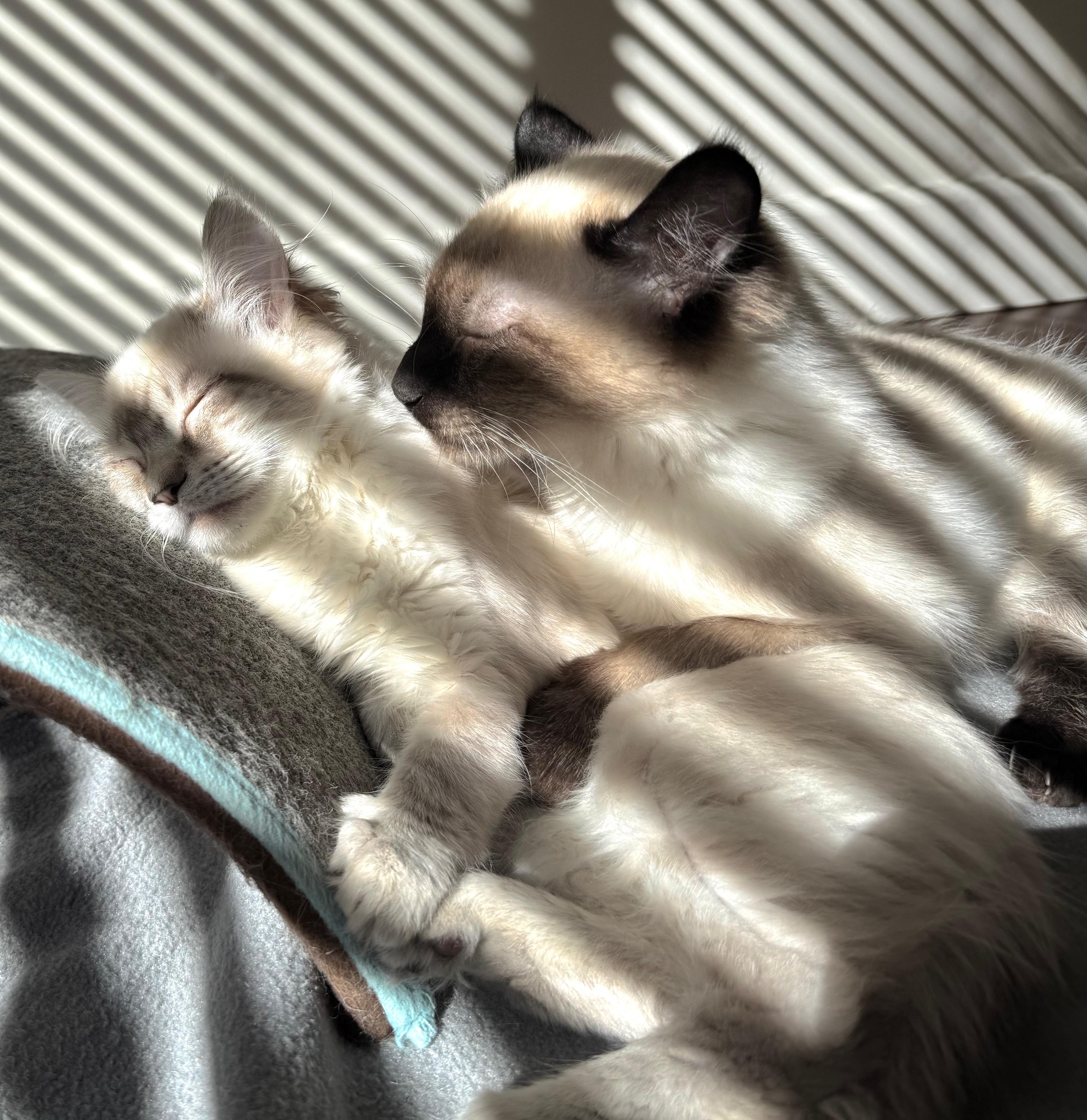 Enlarge Rocky, an adopted Siamese in Jackson, CA image 3/3