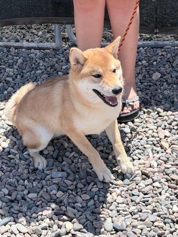 Chewy, adopted, Puppy Male Shiba Inu.