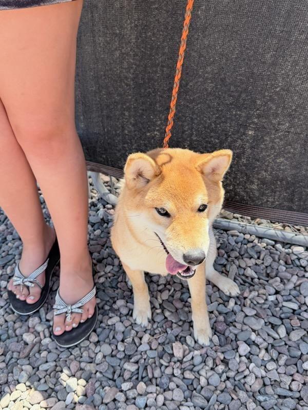 Enlarge Chewy, an adopted Shiba Inu in Los Angeles, CA image 3/4