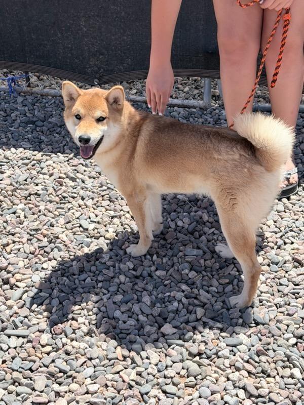 Enlarge Chewy, an adopted Shiba Inu in Los Angeles, CA image 4/4