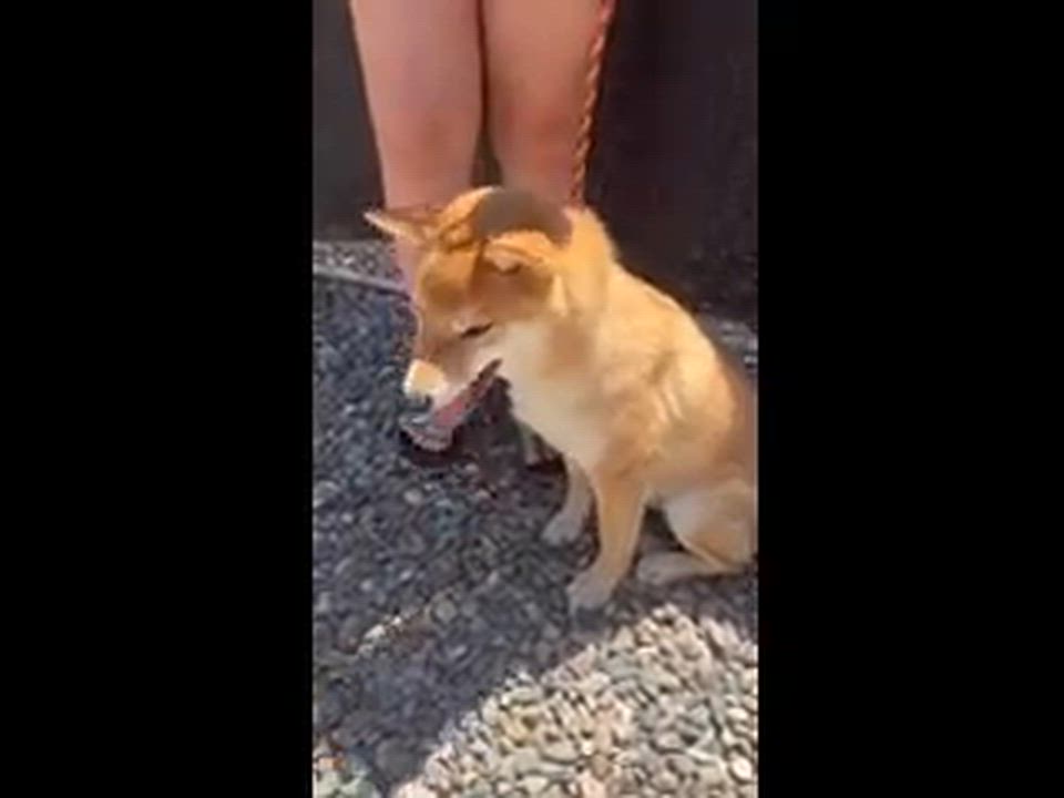 Enlarge Chewy, an adopted Shiba Inu in Los Angeles, CA video 2/4
