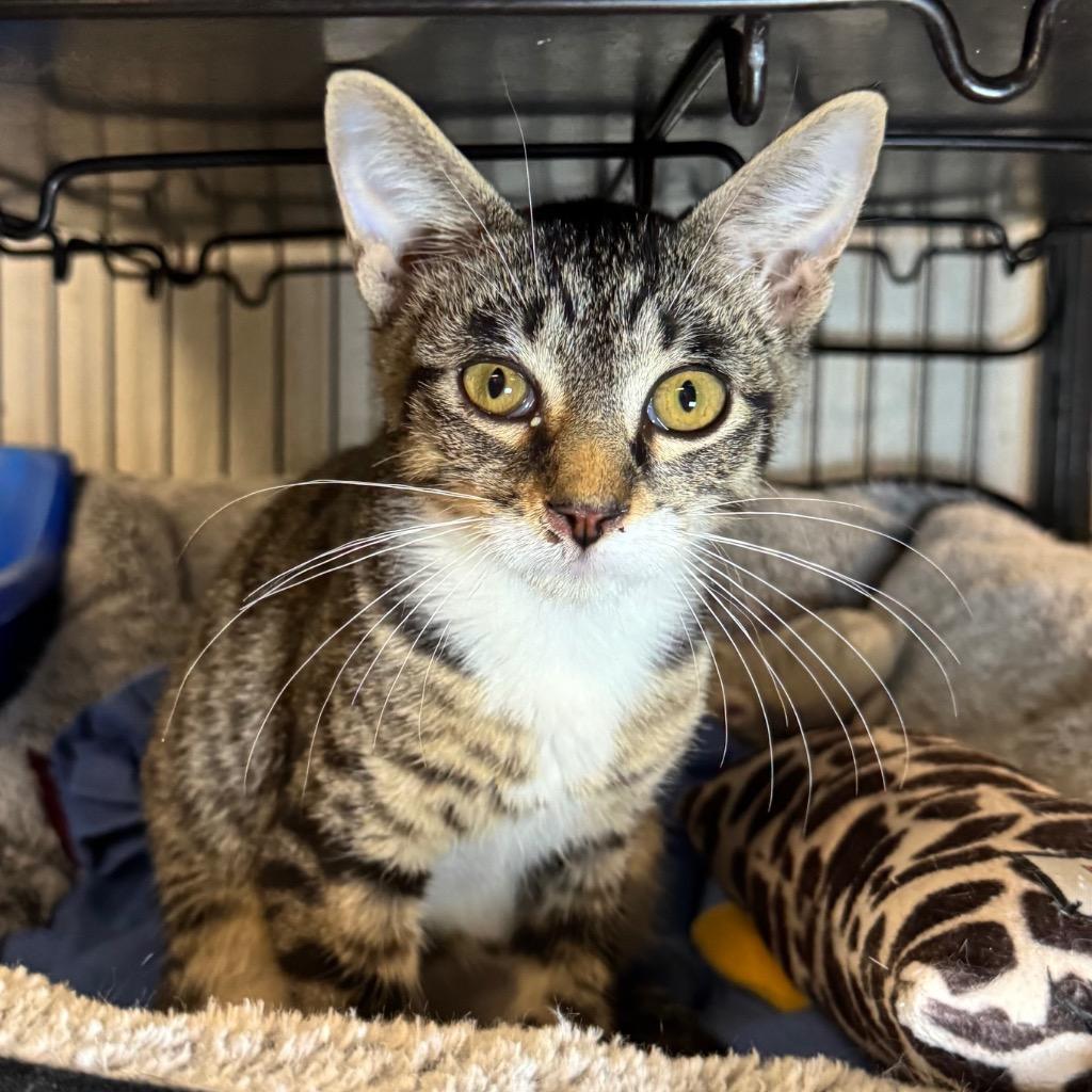 Enlarge Kern, a Adoptable mixed breed in Saginaw, MI image 1/1