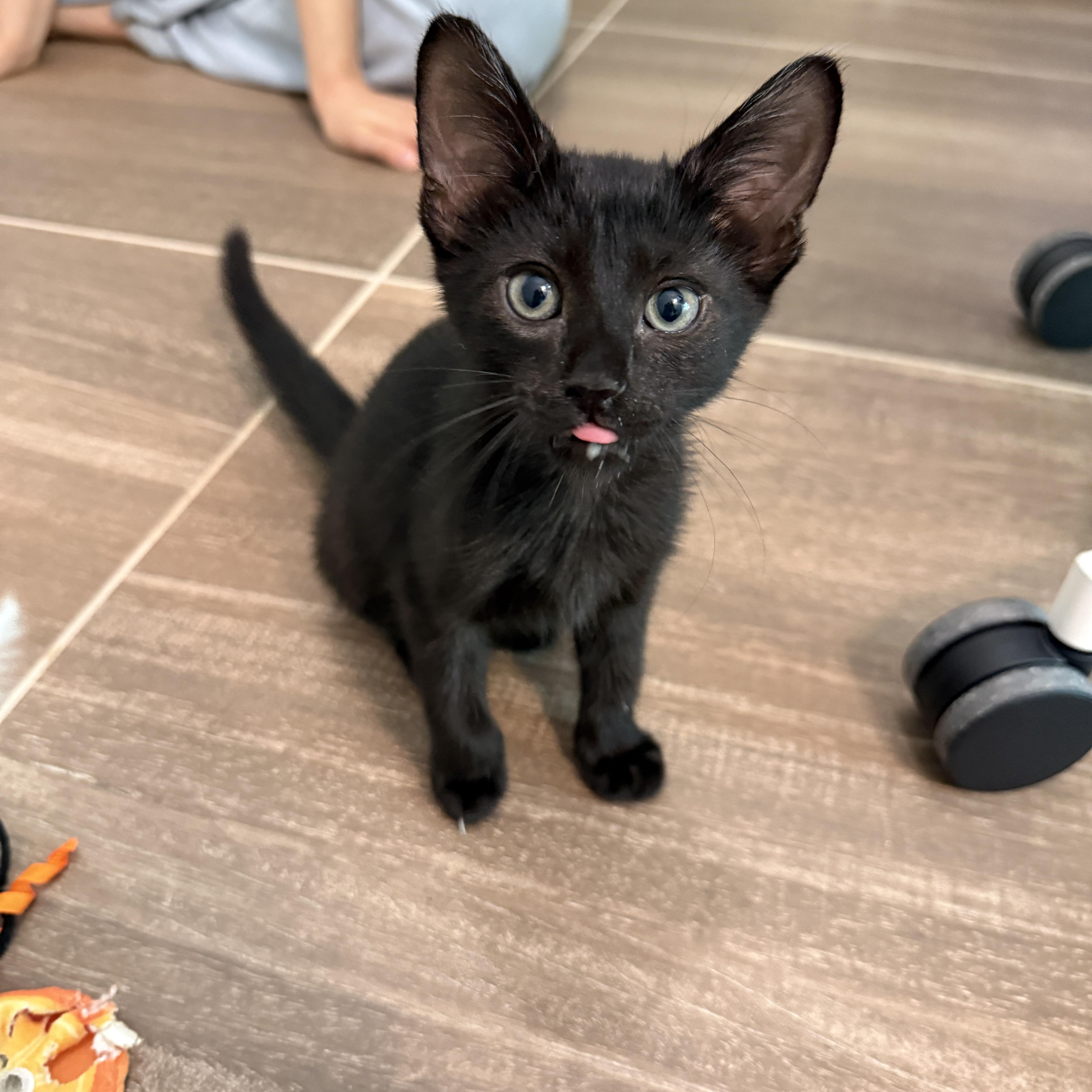 Enlarge Blackbeard, a Adoptable Domestic Short Hair in Brooklyn, NY image 2/6