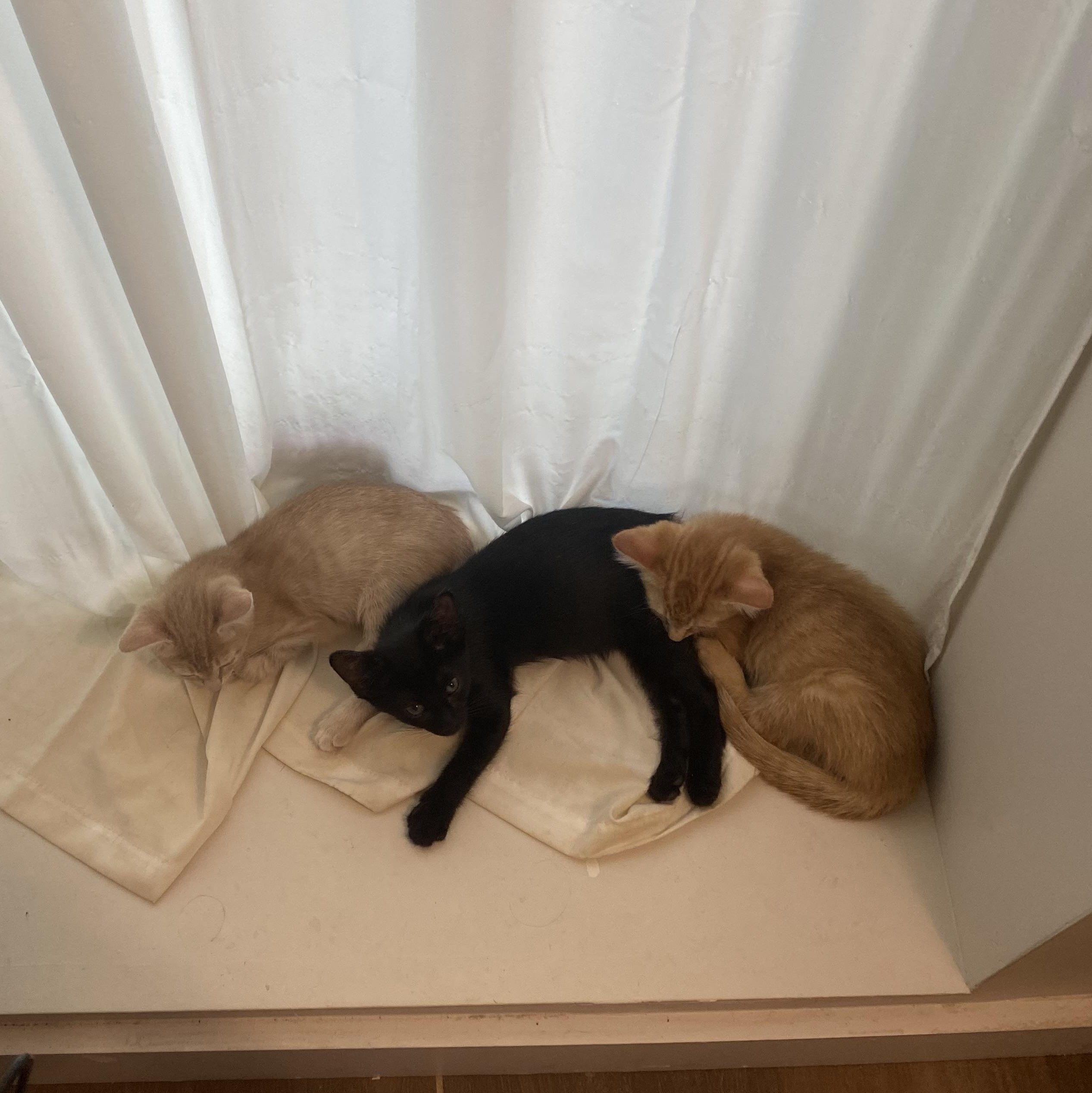 Enlarge Blackbeard, a Adoptable Domestic Short Hair in Brooklyn, NY image 5/6