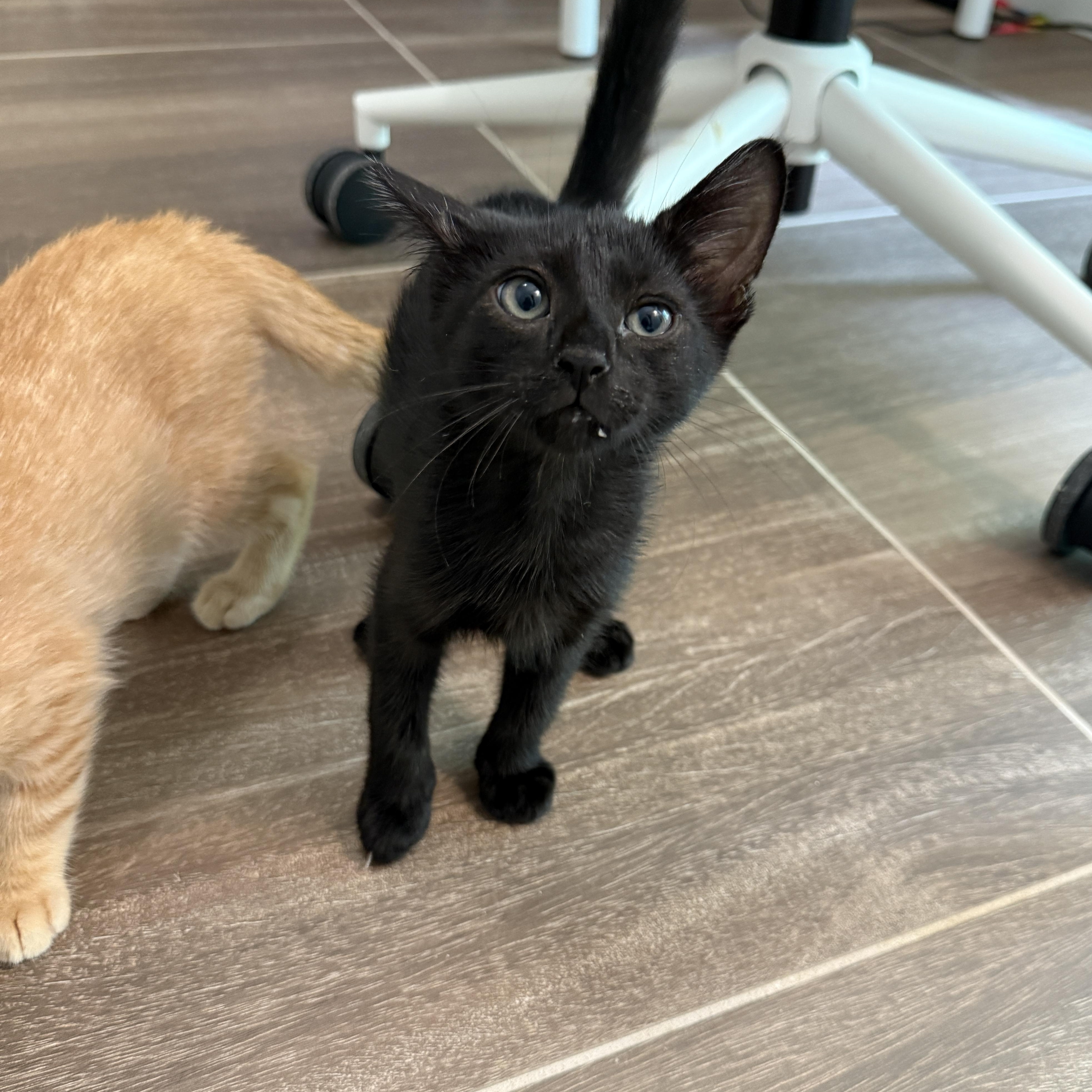 Enlarge Blackbeard, a Adoptable Domestic Short Hair in Brooklyn, NY image 3/6