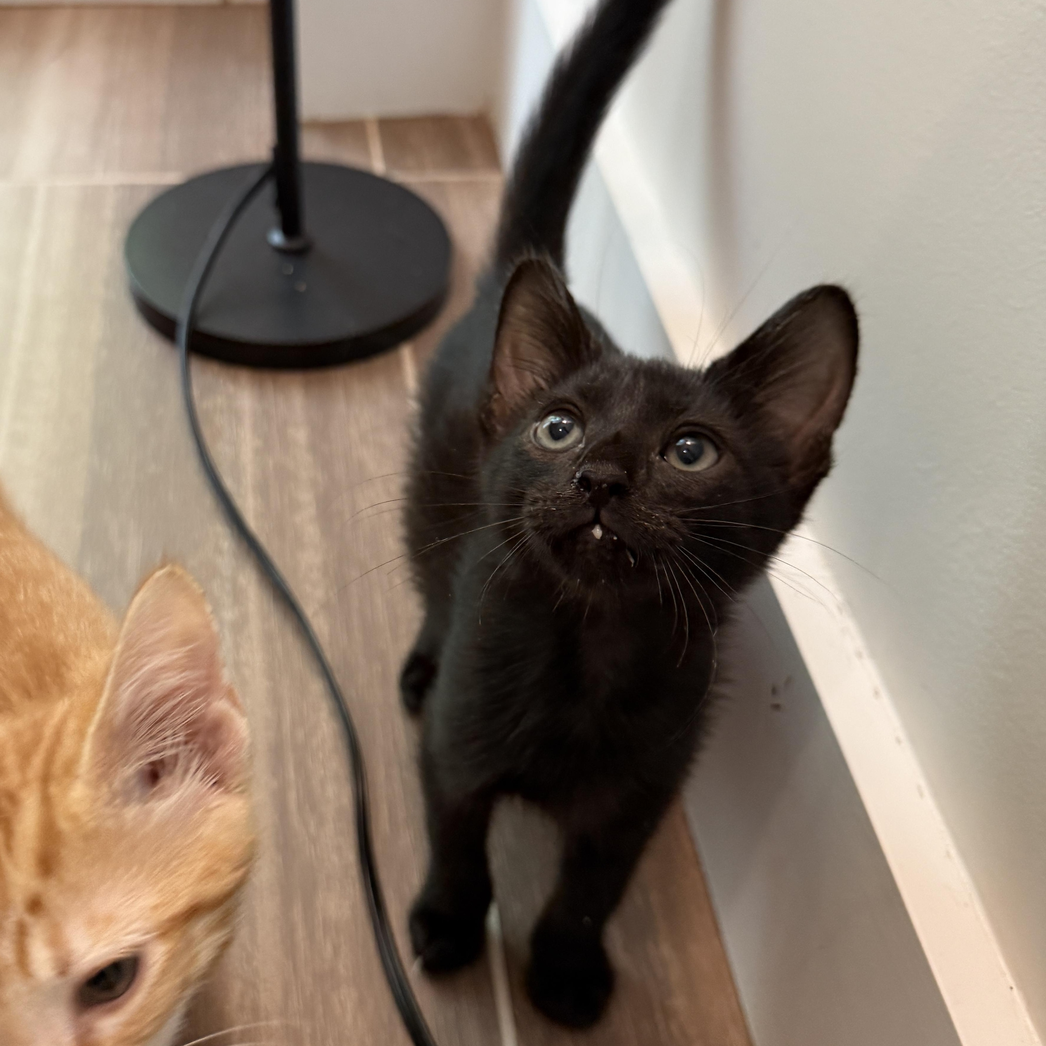 Enlarge Blackbeard, a Adoptable Domestic Short Hair in Brooklyn, NY image 6/6