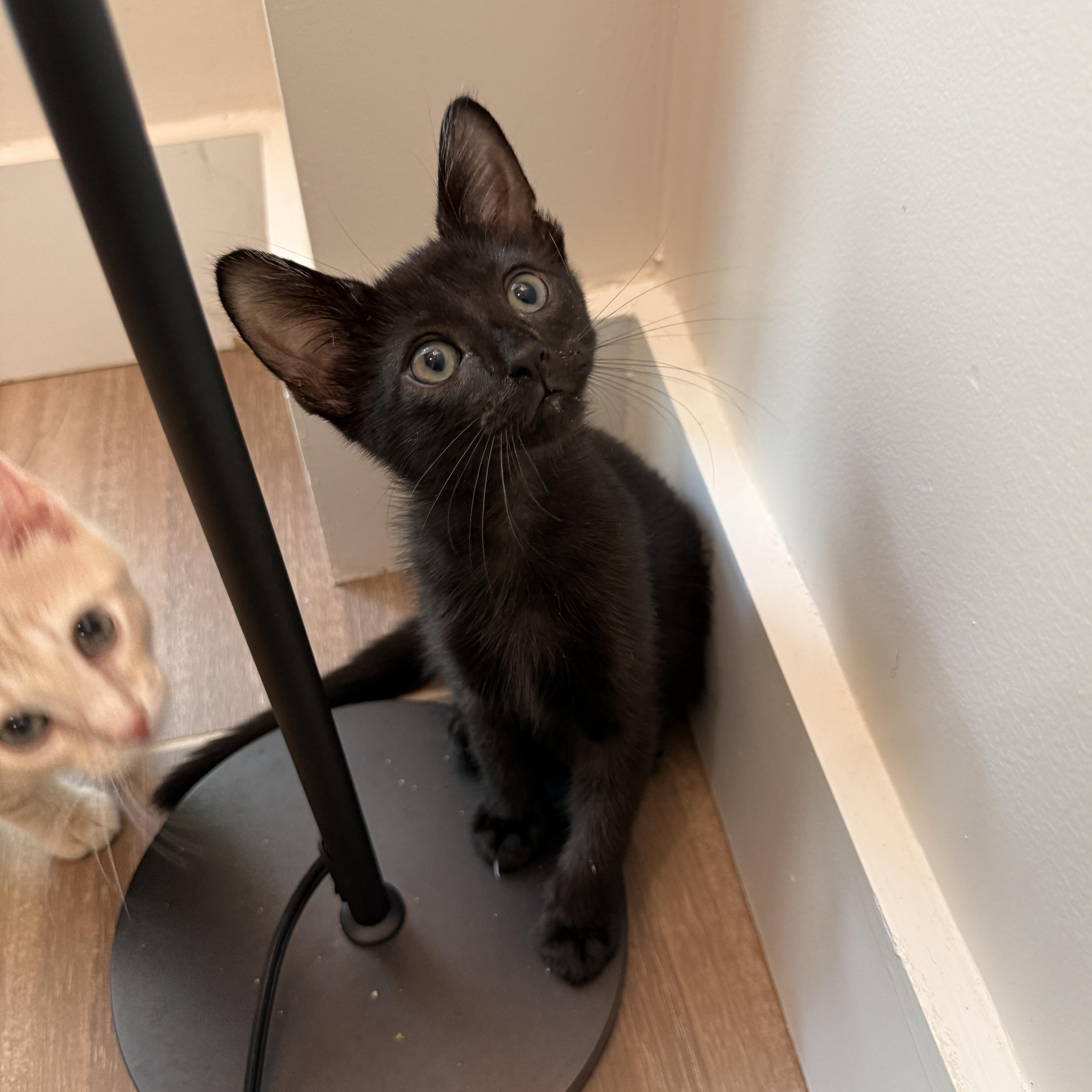 Blackbeard, Adoptable, Kitten Male Domestic Short Hair.