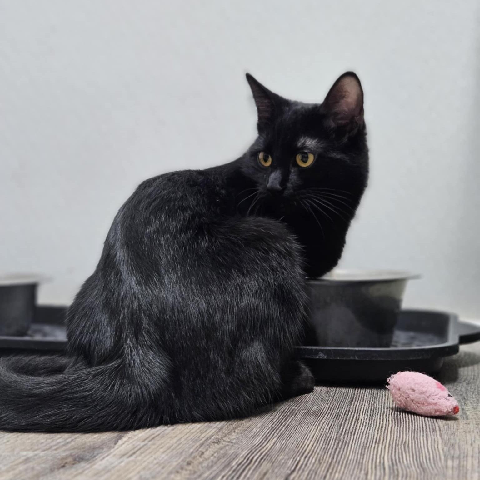 Cat for adoption Roxie a Domestic Short Hair in Lakeside AZ Petfinder Cat for adoption Roxie a Domestic Short Hair in Lakeside AZ Petfinder