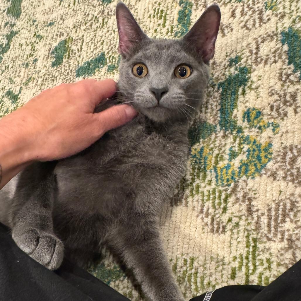 Pinot Pair- Grigio — thumbnail 2