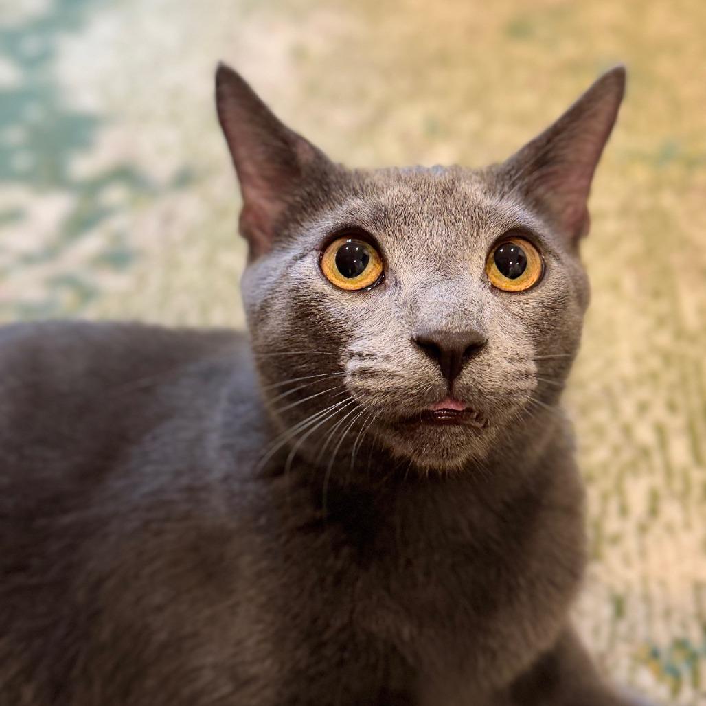 Pinot Pair- Grigio — thumbnail 3