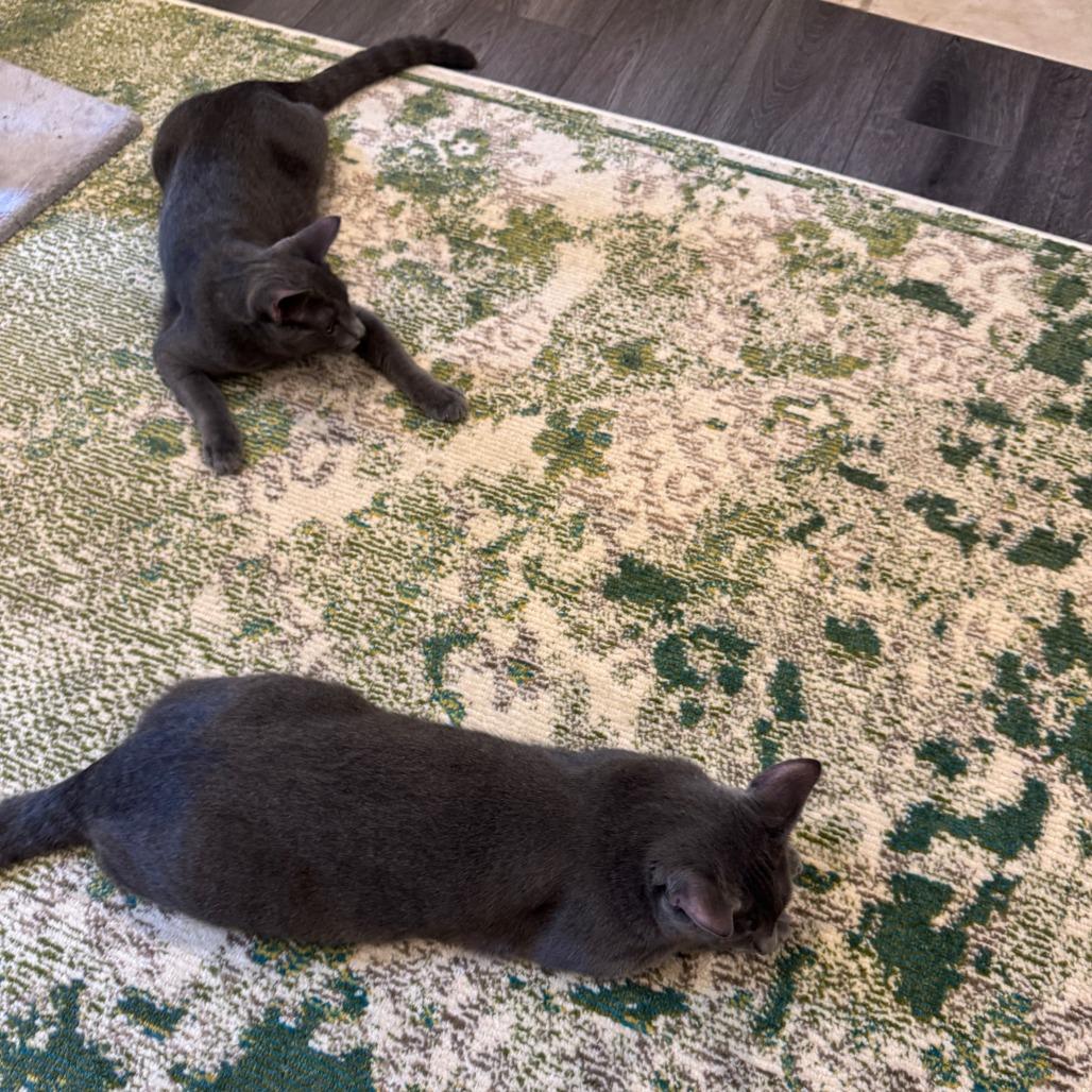 Pinot Pair- Grigio — thumbnail 4