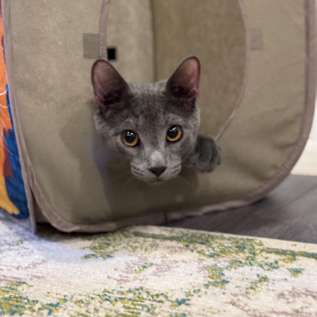 Pinot Pair- Grigio — thumbnail 5