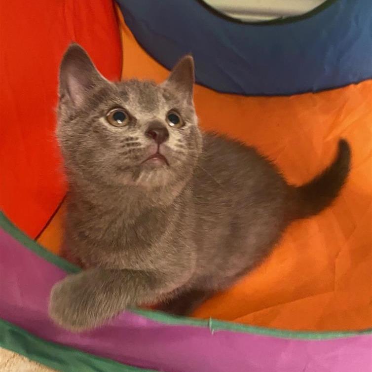 Pinot Pair- Grigio — thumbnail 6