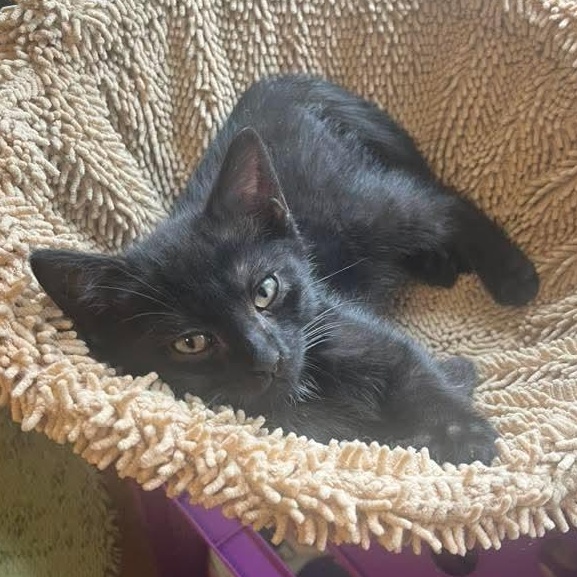 Mocha
