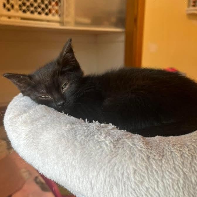 Mocha