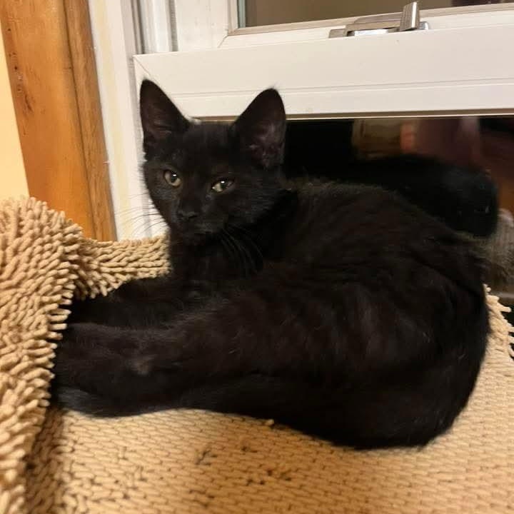 Mocha