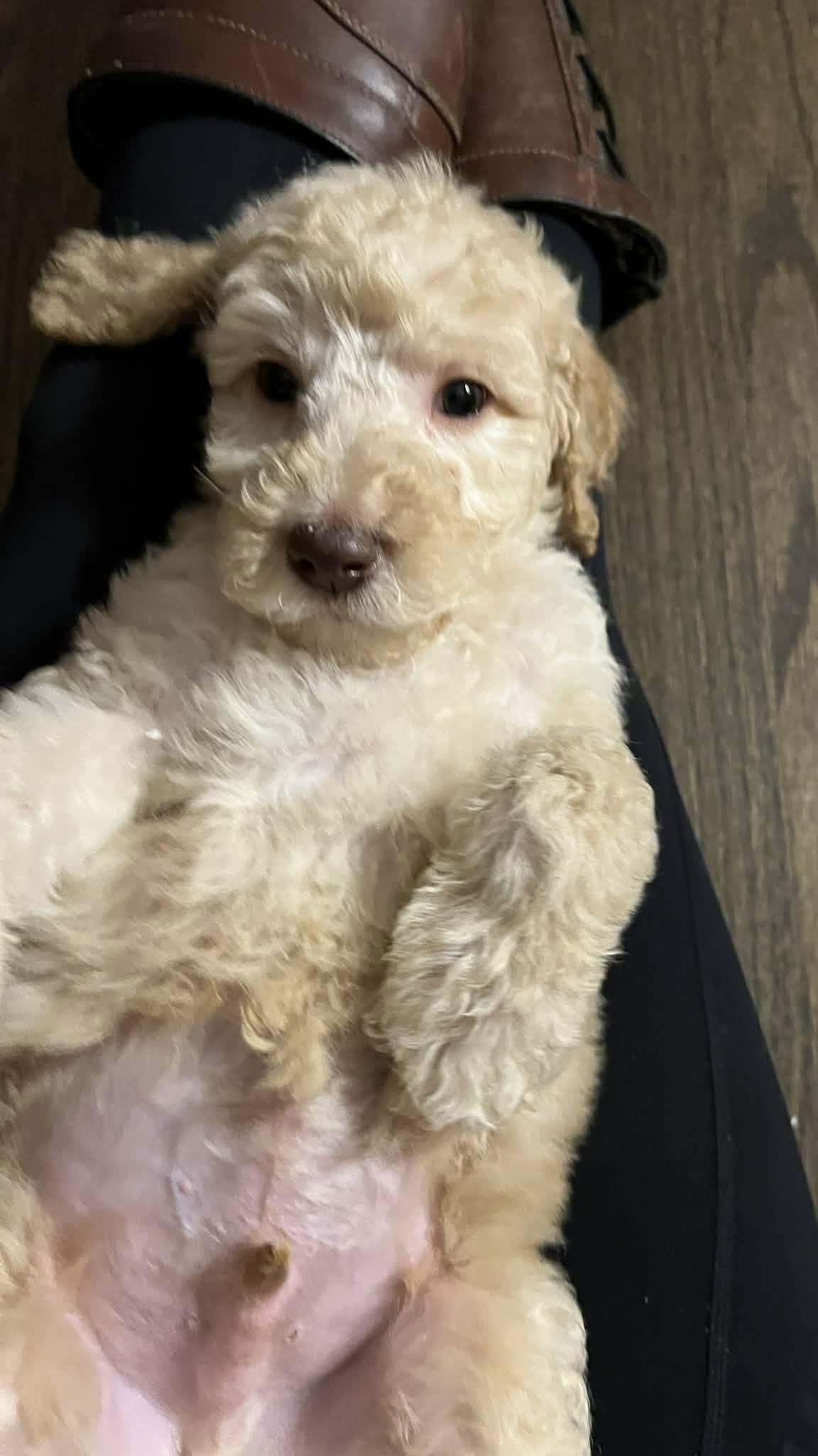 Logan, Adoptable, Puppy Male Golden Retriever & Standard Poodle.