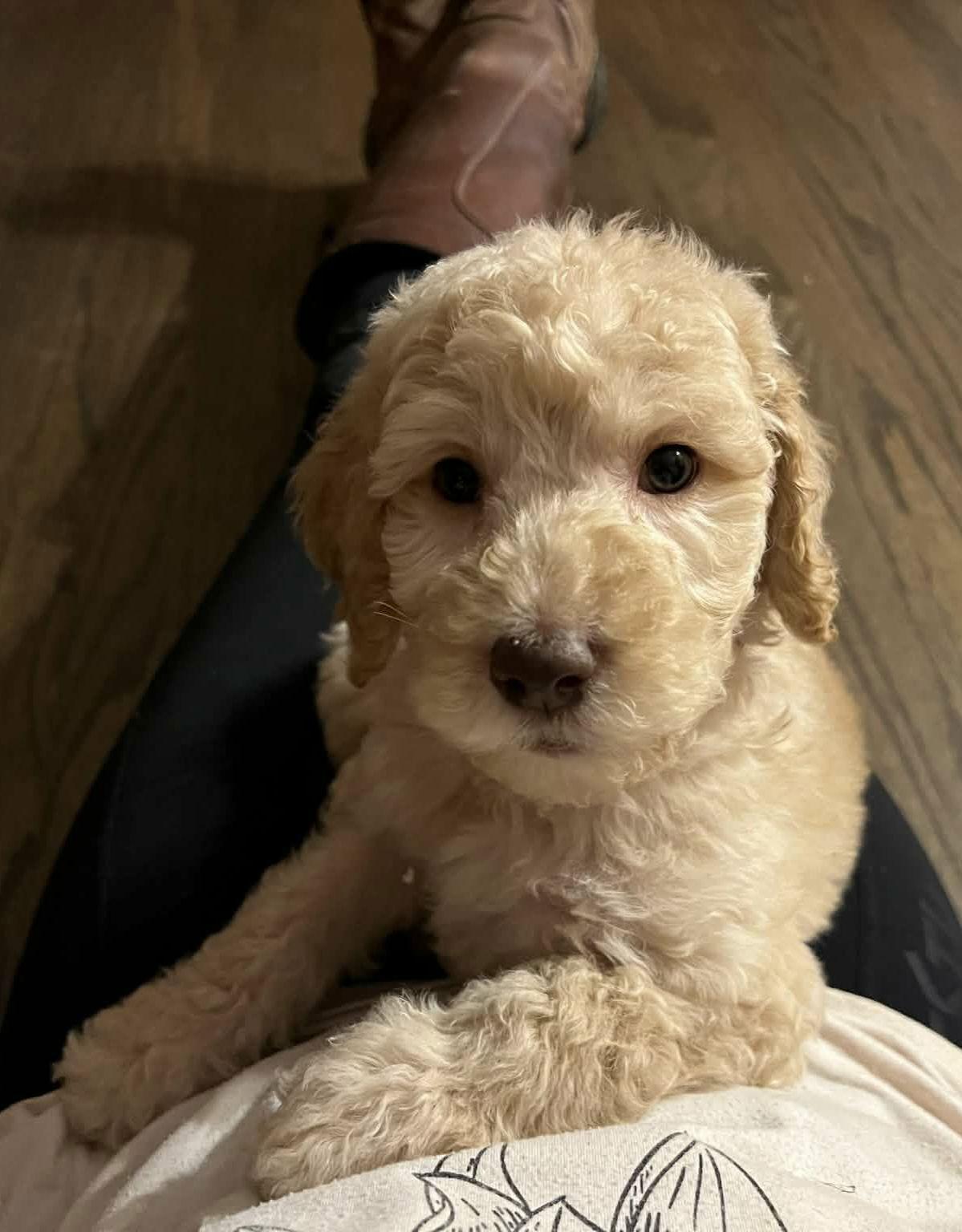 Enlarge Logan, a Adoptable mixed breed in Croydon, NH image 2/3