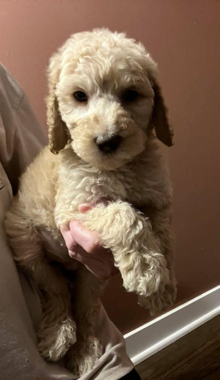 Enlarge Logan, a Adoptable mixed breed in Croydon, NH image 3/3