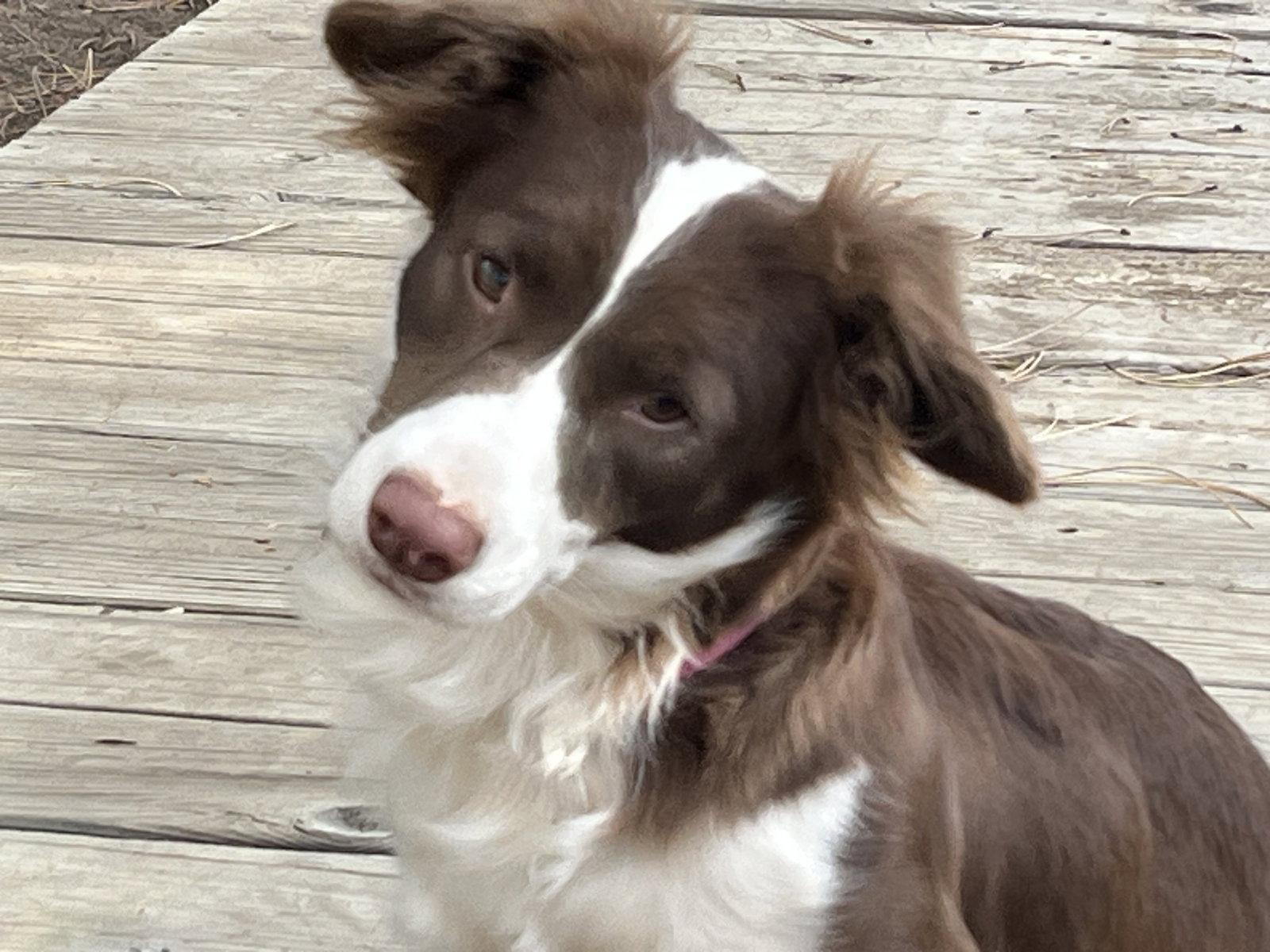 Millie, Adoptable, Young Female Corgi & Australian Shepherd.