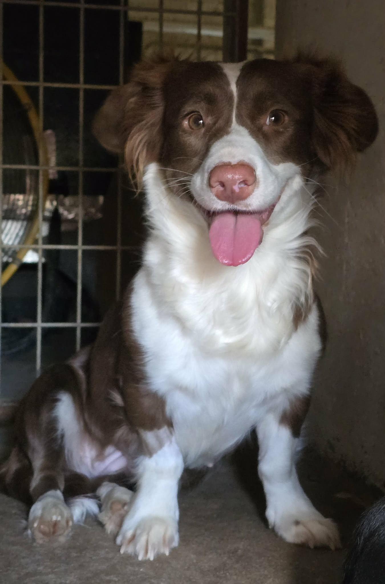 Enlarge Millie, a Adoptable mixed breed in Denver, CO image 2/3