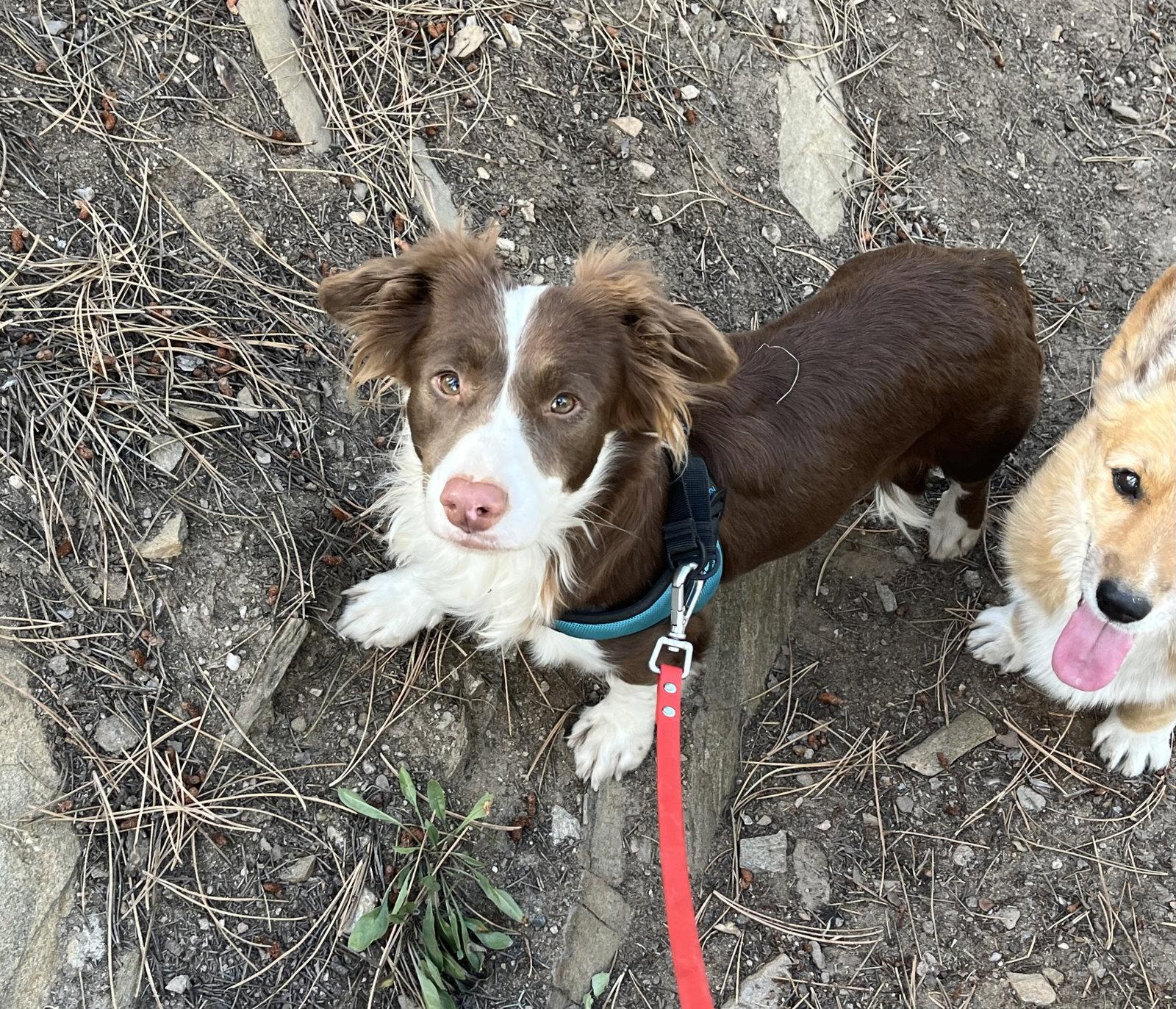 Enlarge Millie, a Adoptable mixed breed in Denver, CO image 3/3