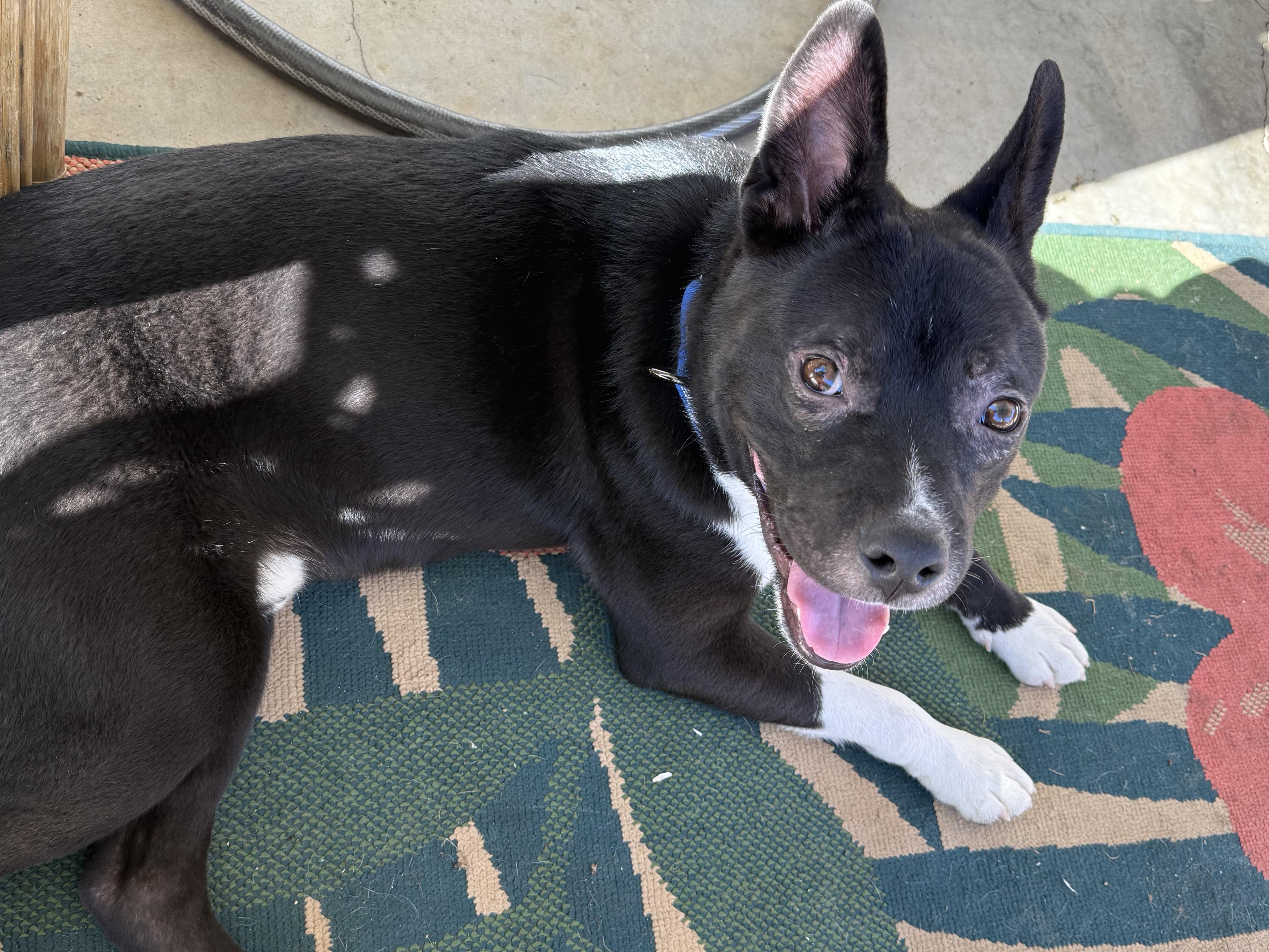 Enlarge Stitch, a Adoptable Canaan Dog in Vista, CA image 1/6