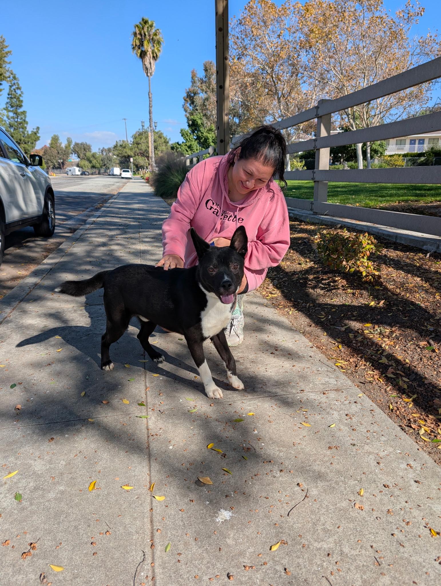 Enlarge Stitch, a Adoptable Canaan Dog in Vista, CA image 2/6