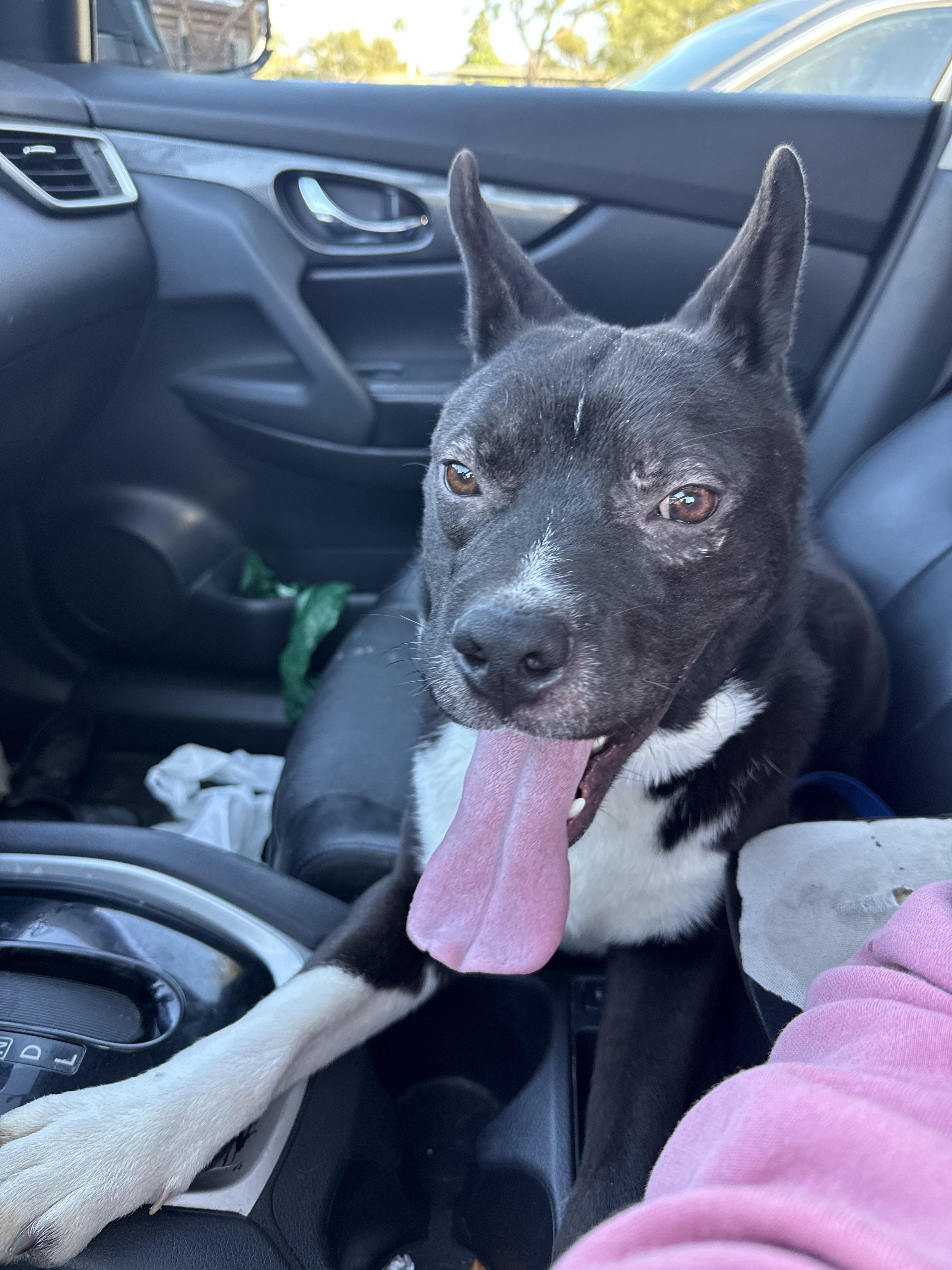 Enlarge Stitch, a Adoptable Canaan Dog in Vista, CA image 3/6