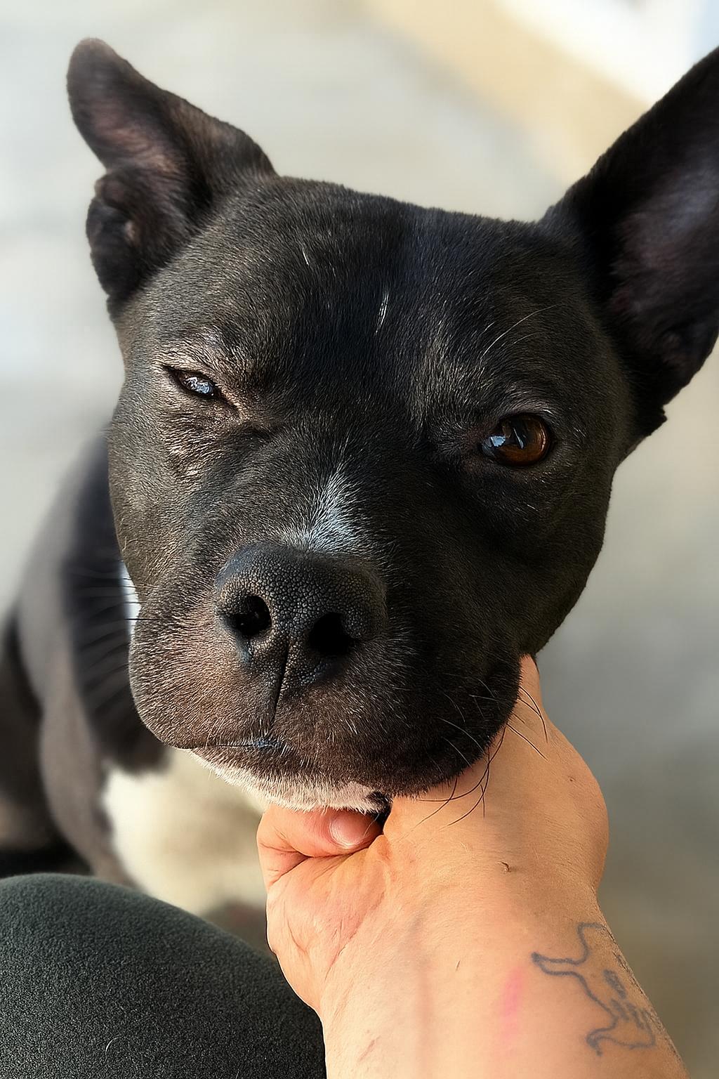 Enlarge Stitch, a Adoptable Canaan Dog in Vista, CA image 4/6