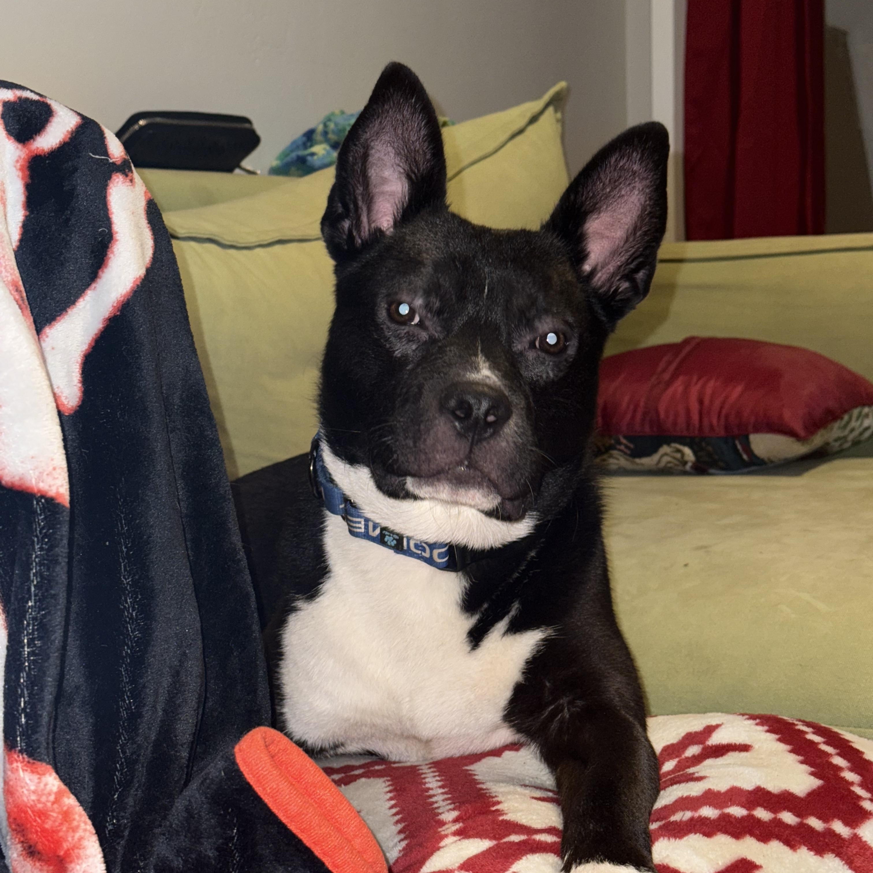 Enlarge Stitch, an adopted Canaan Dog in Arvada, CO image 1/6